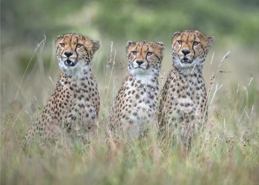 Cheetah cubs | Canvas
