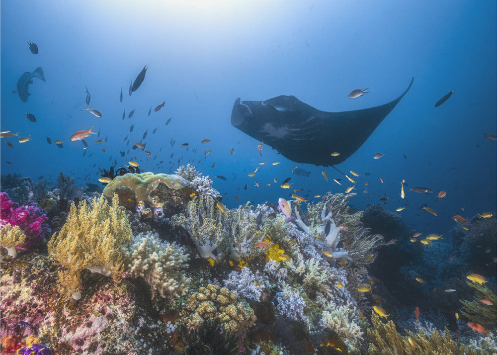 Manta reef on the reef | Canvas