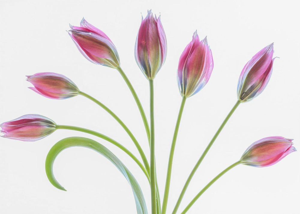 Tulipa | Poster