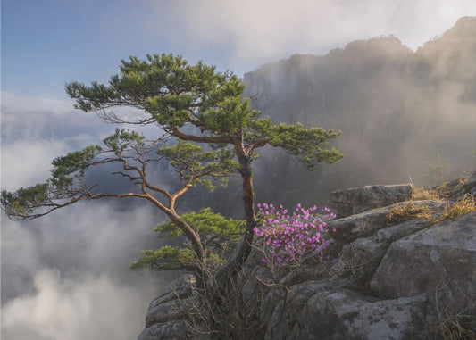 Dream dancer | Poster