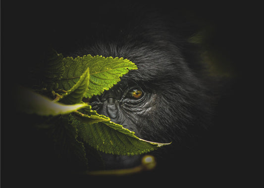 Keeping secrets | Wallpaper