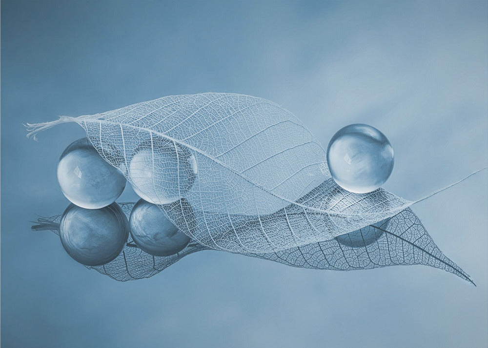 Dry leaf and Bubbles | Poster