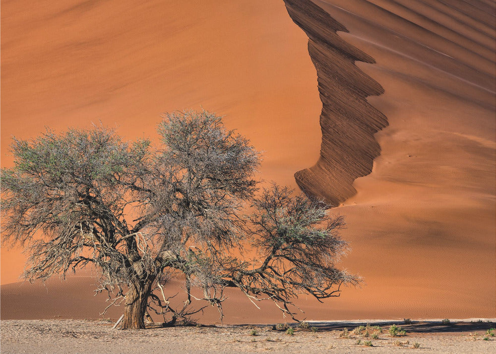 Acacia in the desert | Wallpaper