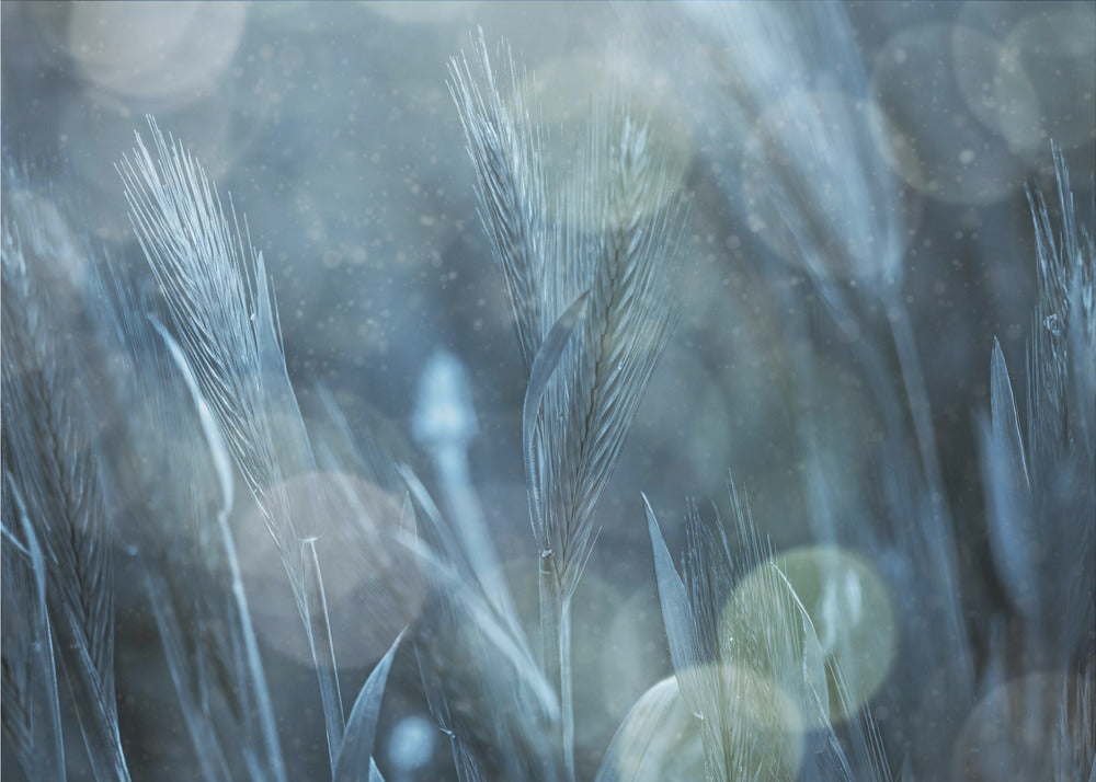 Fantastic Nature | Canvas