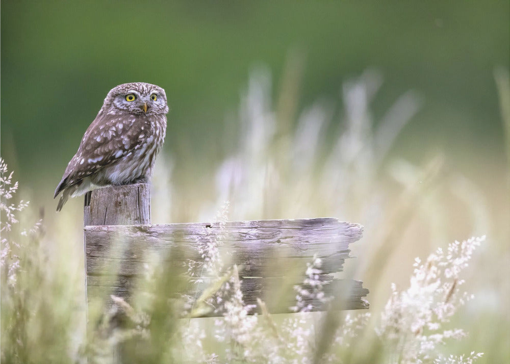 Little owl | Wallpaper
