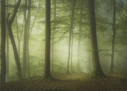 Mysterious Spring Morning | Poster