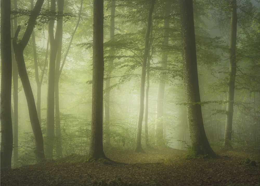 Mysterious Spring Morning | Wallpaper