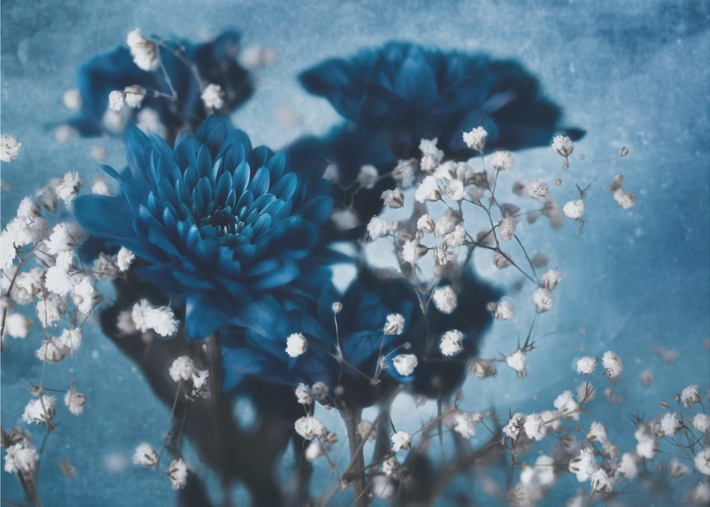 Dahlia | Poster