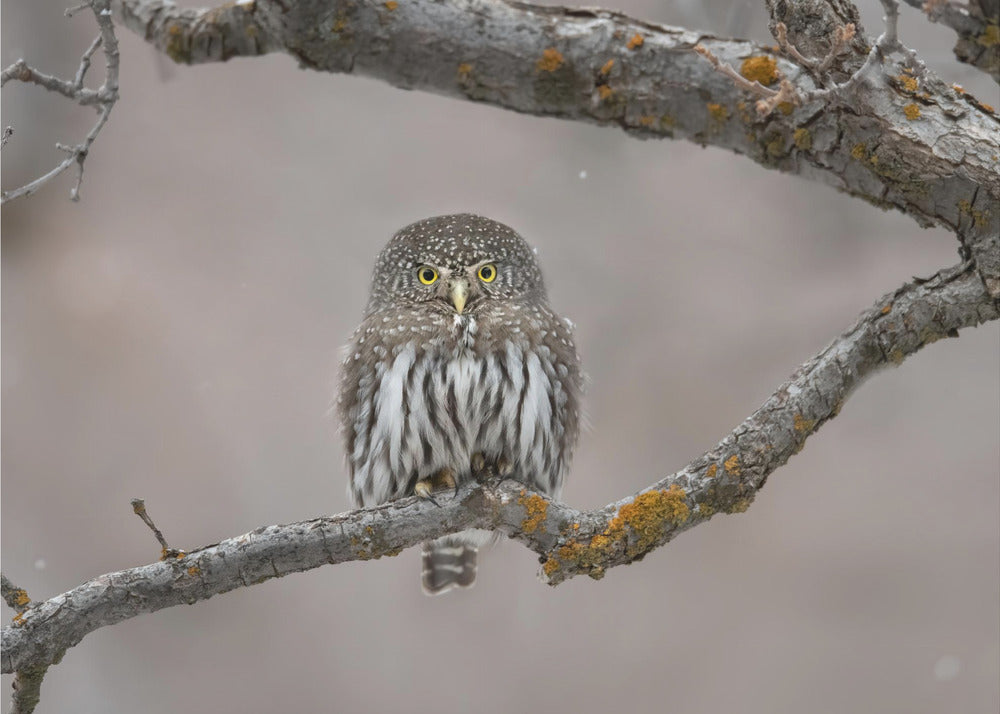 Little guy in the snow | Poster
