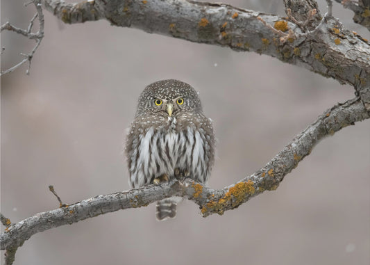 Little guy in the snow | Poster