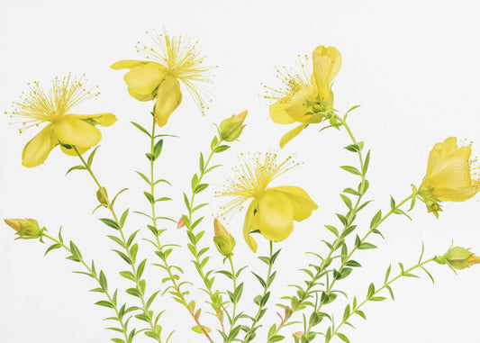 Hypericum | Canvas