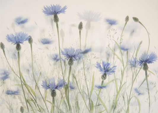 Cornflowers | Poster