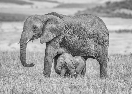 Staying close and protected | Canvas