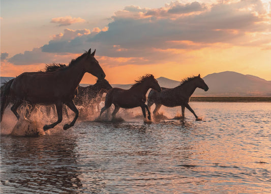 WATER HORSES | Canvas