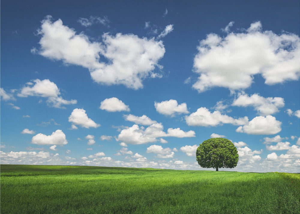 Lonely Tree | Wallpaper