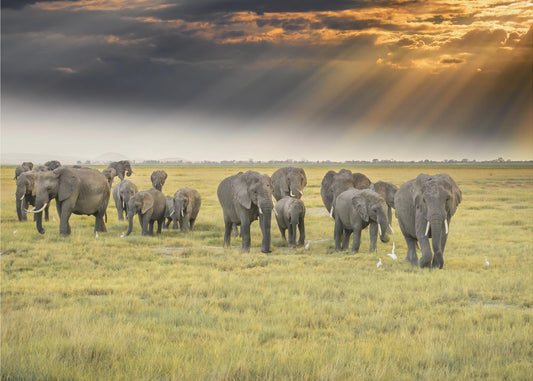 For the love of elephants | Canvas