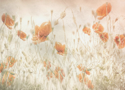 Poppies in the field | Canvas