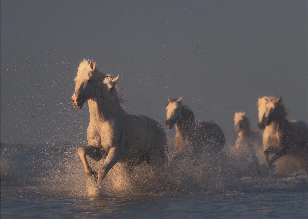 horses in sunset light | Poster