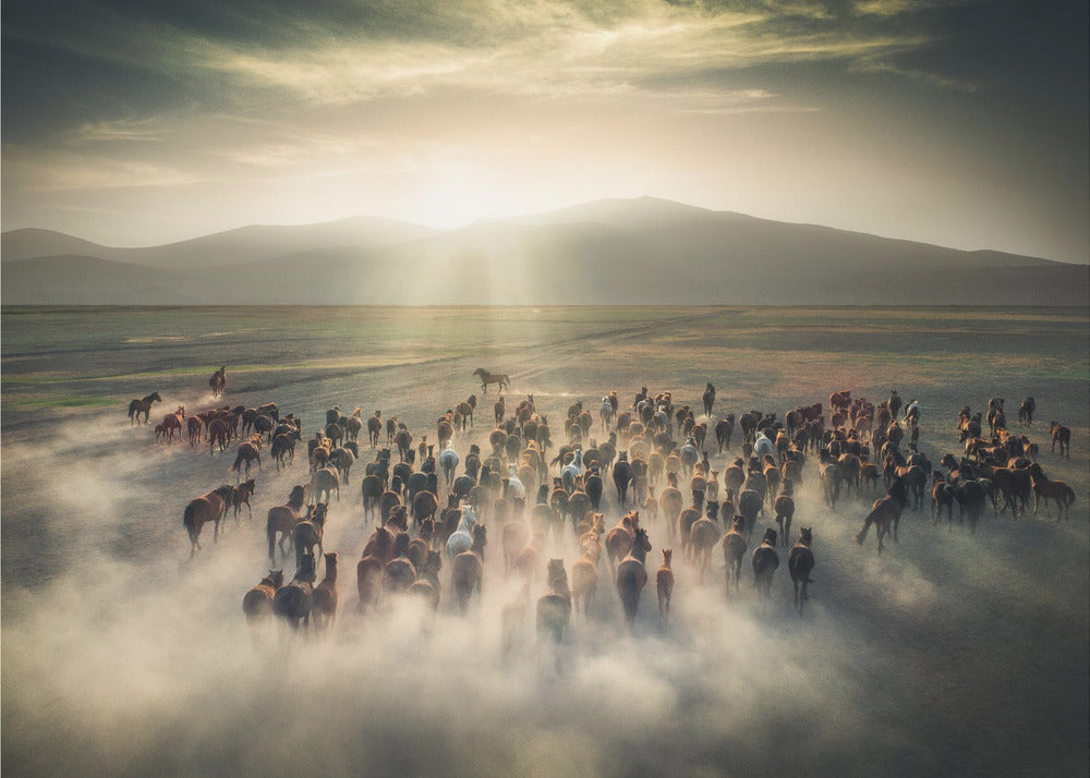 Wild Horses | Wallpaper