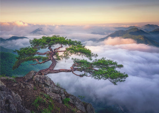 On the rock | Canvas