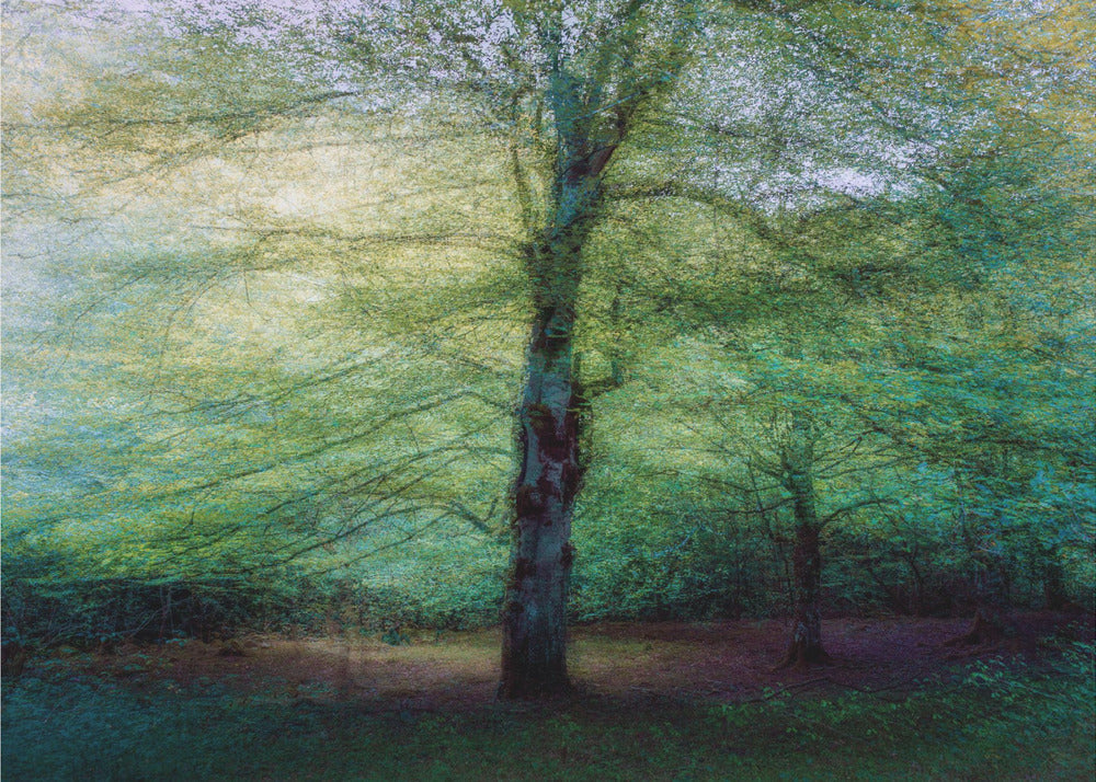 forest | Canvas