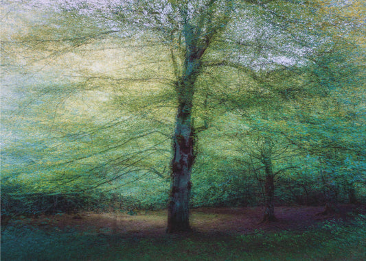 forest | Canvas