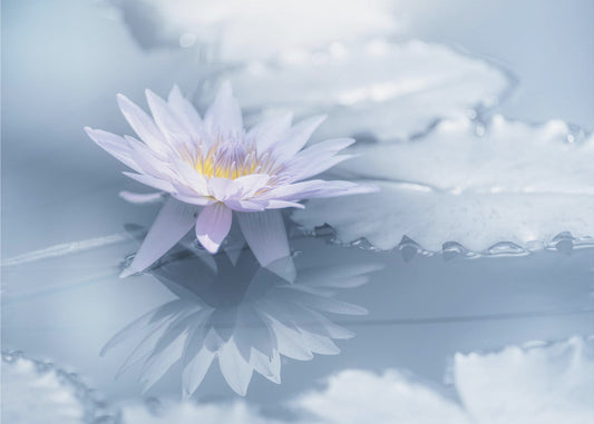 Reflection | Wallpaper