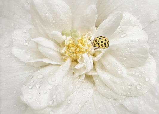 Dewdrops are the GEMS of morning | Poster