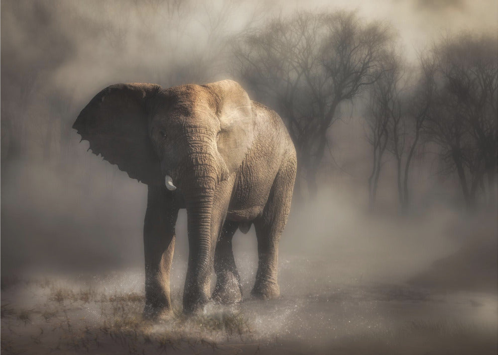 “....elephant drinking water...’ | Poster