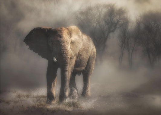 â€œ....elephant drinking water...â€™ | Canvas