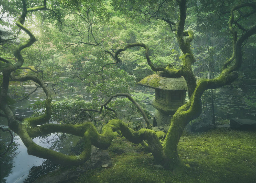 Japanese Tree | Wallpaper