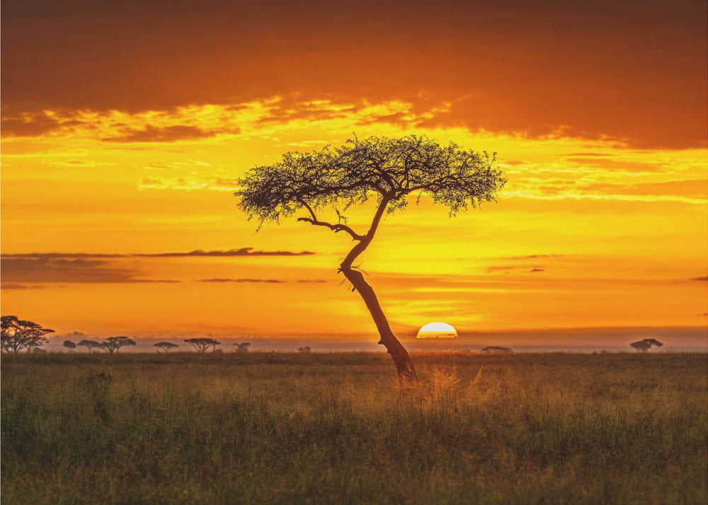 Primordial Africa | Poster