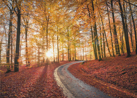 Road in SÃ¶derÃ¥sen nationalpark, Sweden | Wallpaper