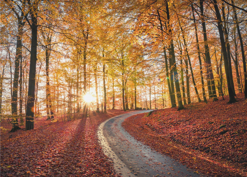 Road in SÃ¶derÃ¥sen nationalpark, Sweden | Canvas