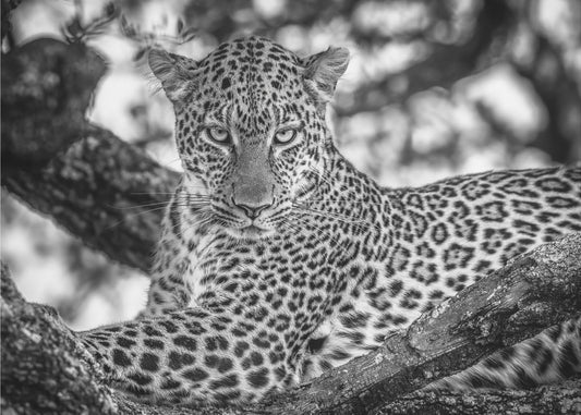 Monochrome beauty | Canvas