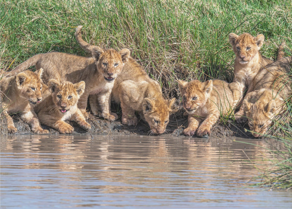 Putting the band back together.... | Poster