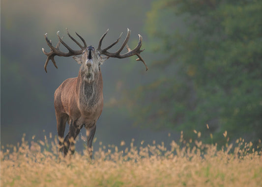 Deer wedding Song | Wallpaper