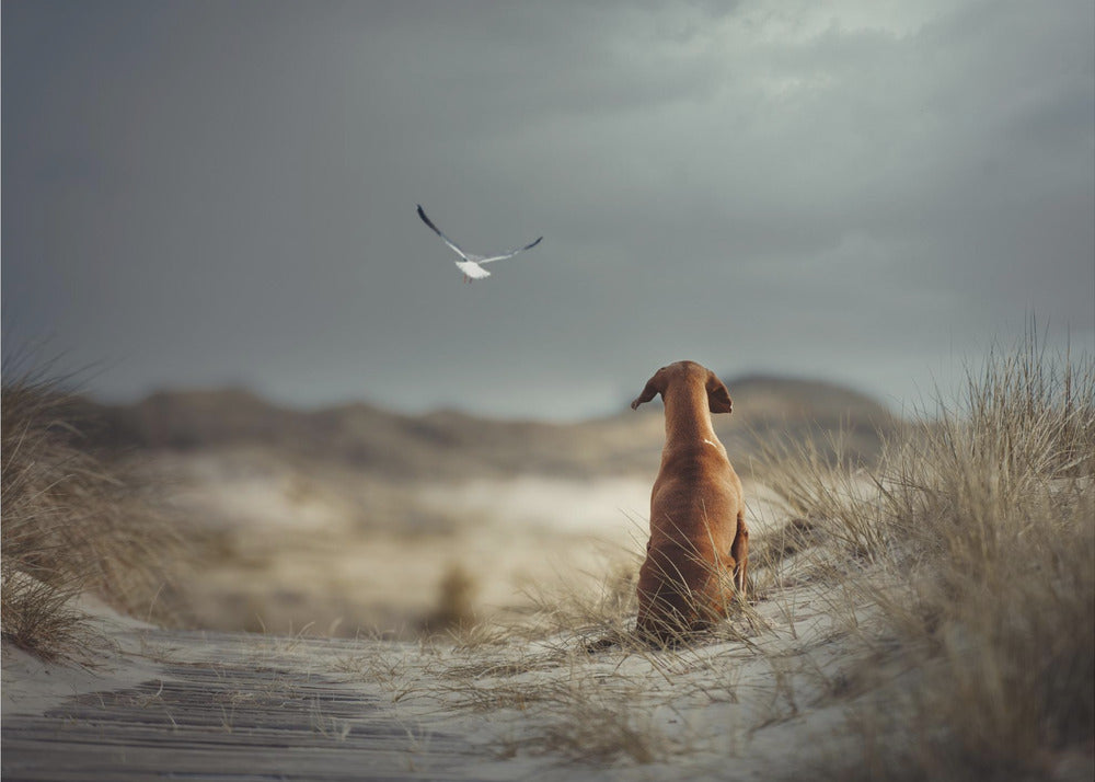 FREEDOM (II) | Canvas