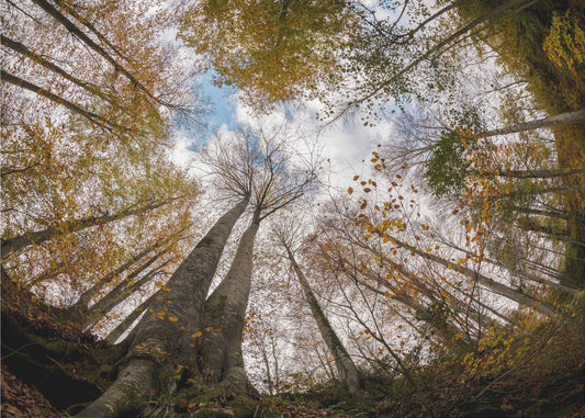 Forest | Canvas