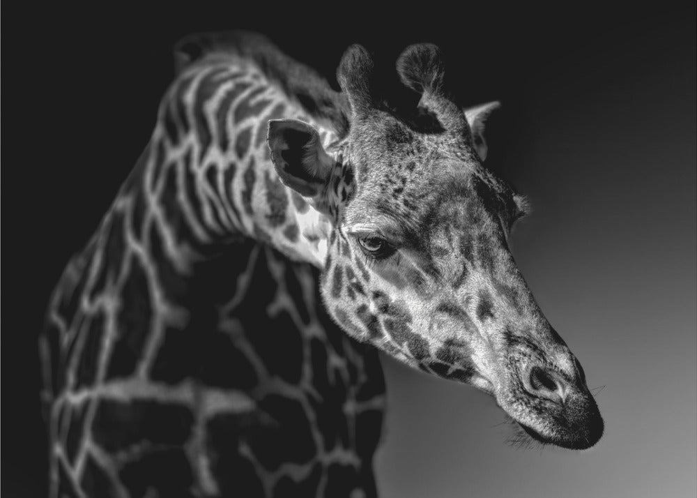 Giraffe | Wallpaper