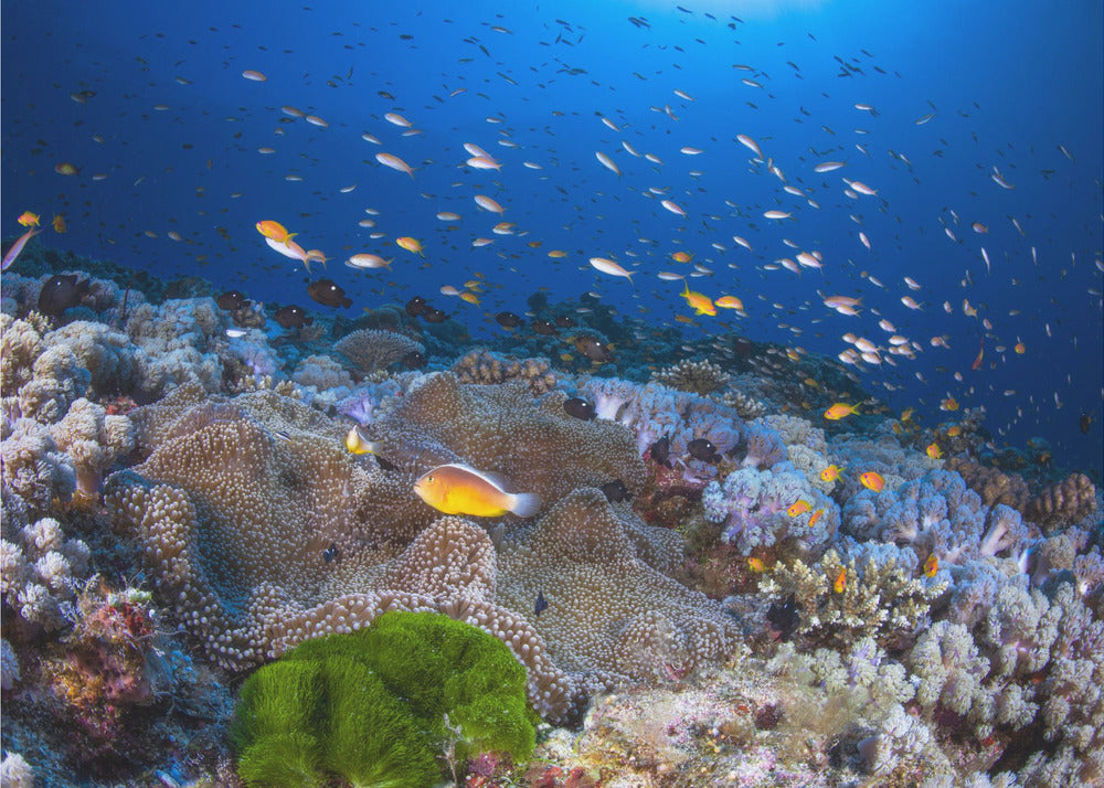 Anemon and Anthias | Wallpaper