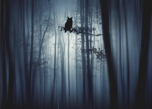 In the forest | Poster