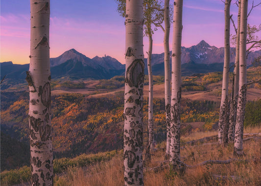 Aspen Frames | Poster