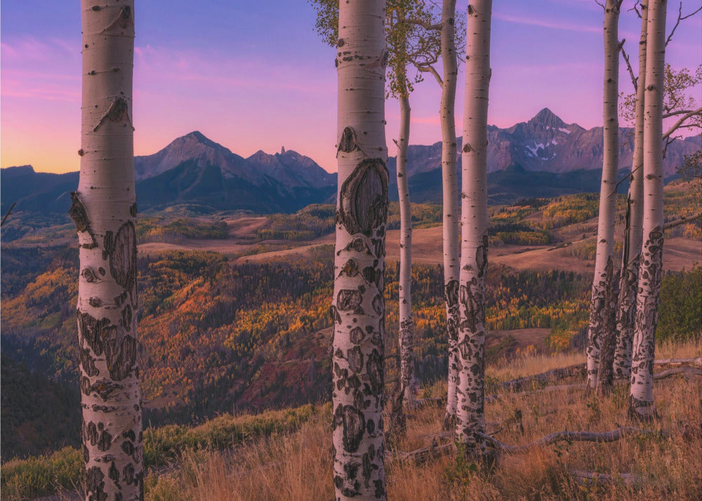 Aspen Frames | Canvas