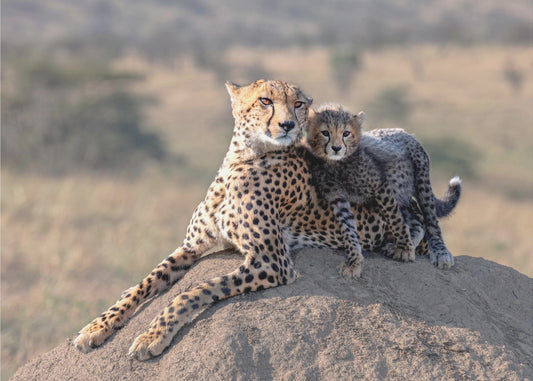 Cheetah and cup! | Canvas