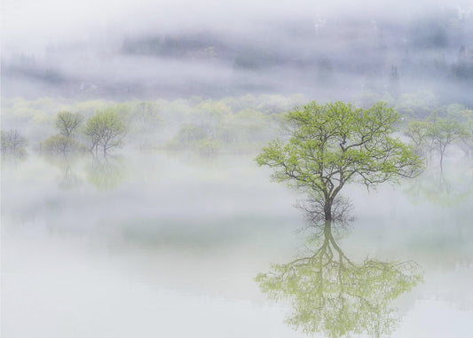 Dreamy tree | Wallpaper