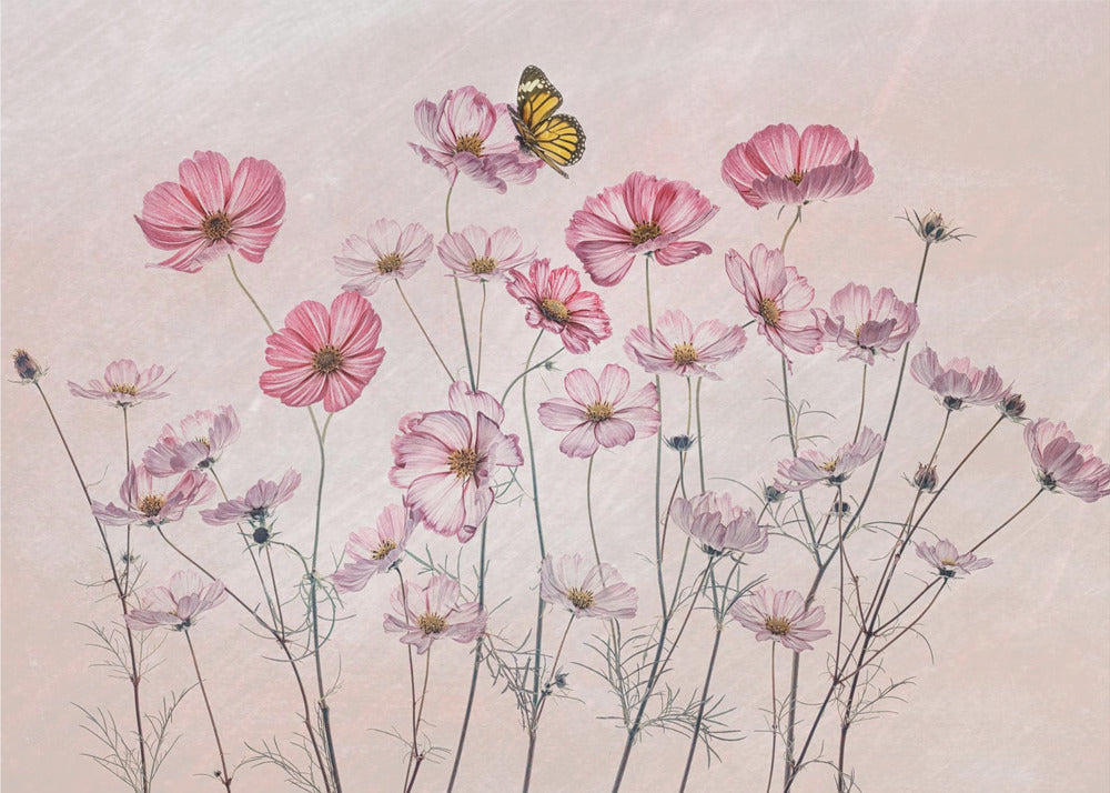 Cosmos and Butterfly | Poster