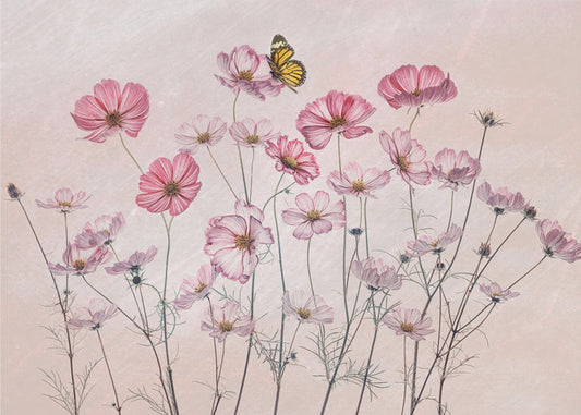 Cosmos and Butterfly | Wallpaper