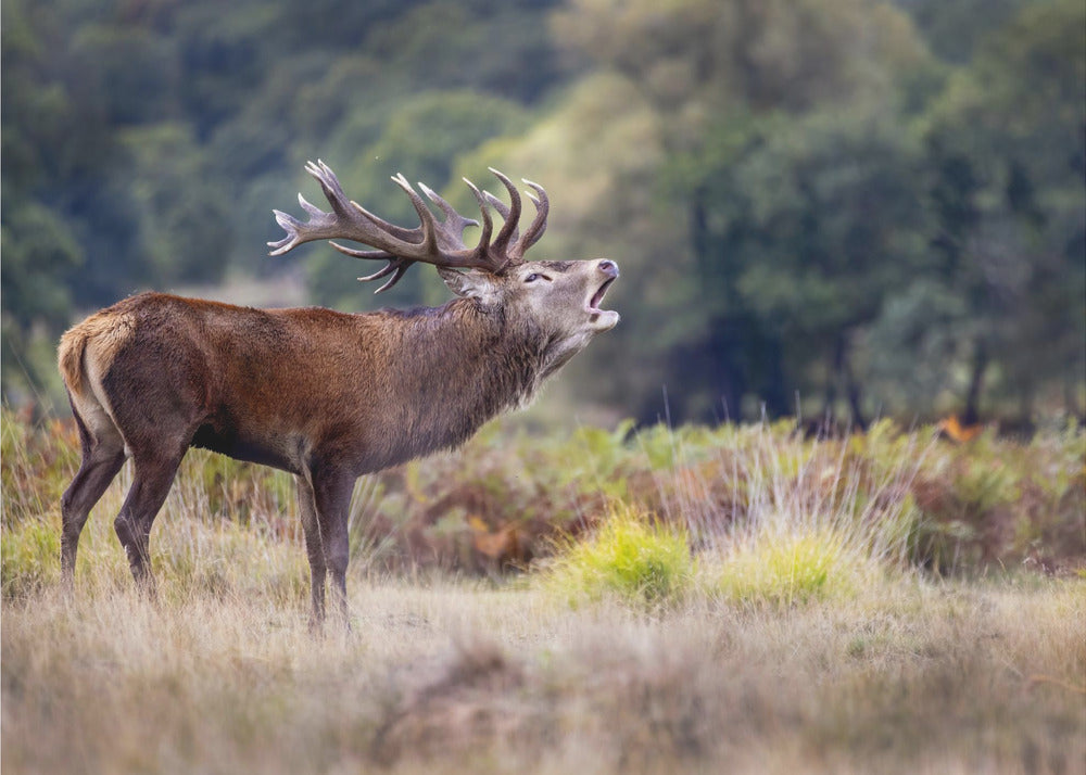 The scream of the deer | Wallpaper