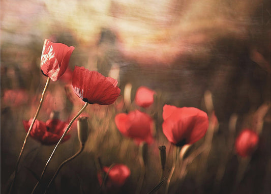 morning air | Poster